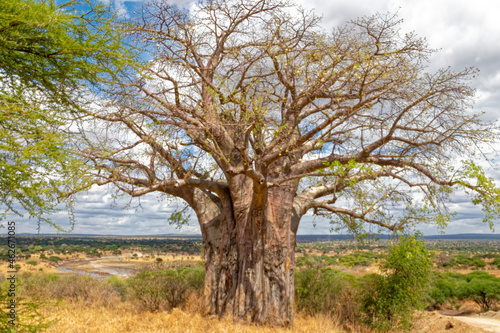 Tanzania  the national park - baobab tree.