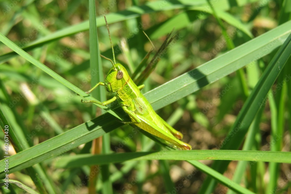 Light green grasshopper on grass in the meadow, closeup Light green grasshopper on grass in the meadow, closeup