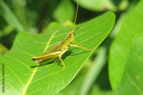 Valokuvatapetti Beautiful green grasshopper on a leaf, closeup