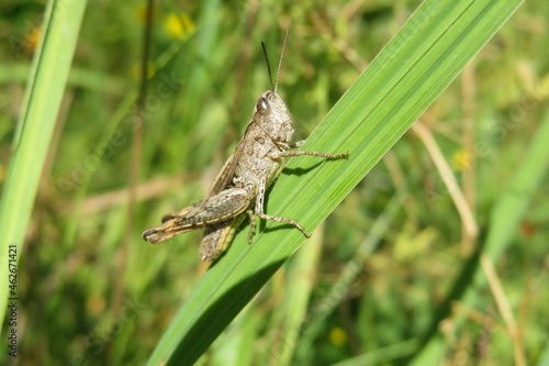 Brown grasshopper sitting on the grass, closeup