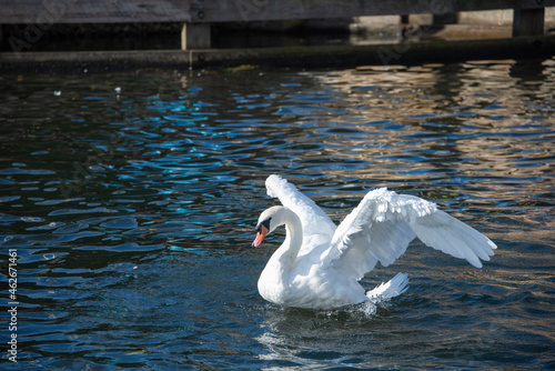swans on the lake