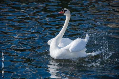 swan on the water