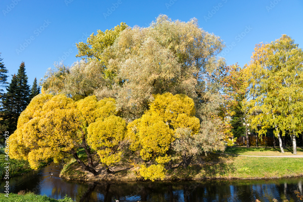 Brittle willow trees with autumn foliage on the shore of a pond in a city park on a sunny autumn day