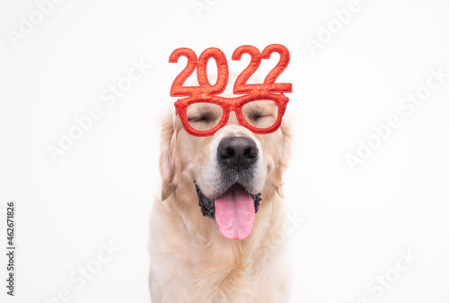Dog wearing glasses 2022 for the new year. Golden retriever for Christmas sits on a white background in red glasses. Postcard with place for text for the new year with a pet.