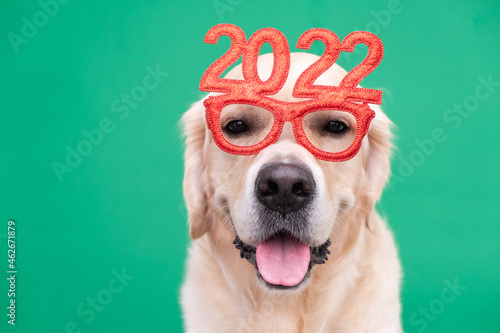 Dog wearing glasses 2022 for the new year. Golden retriever for Christmas sits on a green background in red glasses. Postcard with a place for text for the new year with a pet.