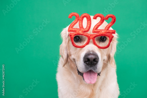 Dog wearing glasses 2022 for the new year. Golden retriever for Christmas sits on a green background in red glasses. Postcard with a place for text for the new year with a pet.