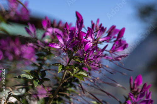 Herbstlicher Strauch mit lila Bl  ten.