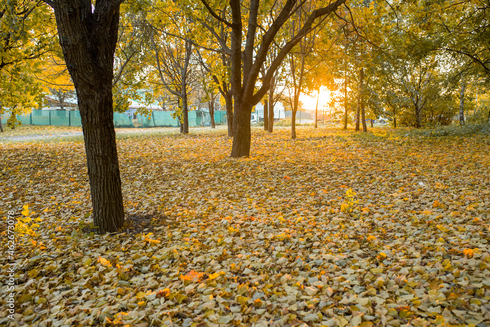 Autumn trees are yellow and orange. Autumn yellow leaves close-up. Tree trunks with autumn leaves. Autumn landscape.