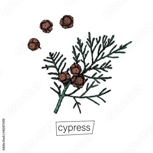 Hand drawn cypress sketch black for decoration design. Outline vector illustration. Natural line art. Vintage outline style.