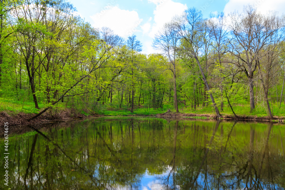 Fototapeta premium View of a beautiful lake in a green forest