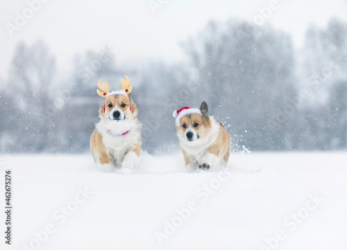 two corgi dogs in reindeer horns and santa hat run merrily through the Christmas snow © nataba