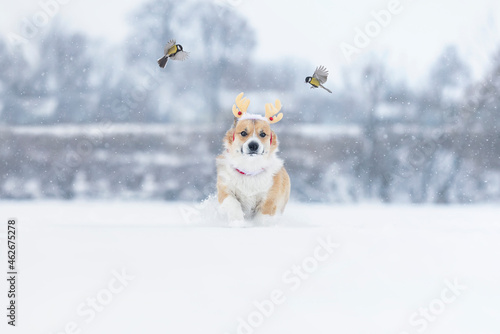 birds of tit fly and a young corgi dog in reindeer horns runs merrily through the Christmas snow