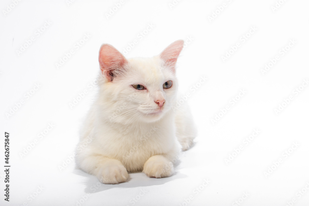 Cute cat on white background Cute cat on white background