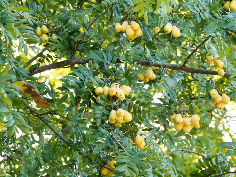 Sorbus domestica ou Cormier ou sorbier domestique, arbre fruitier sauvage au feuillage penné à folioles étroites vert et ses fruits ou cormes jaunes en forme de poire 