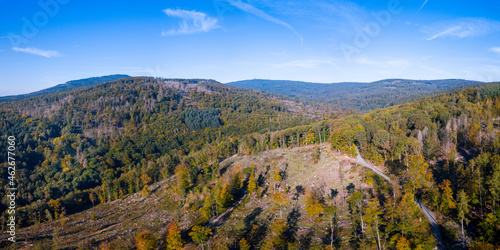 Luftaufnahme mit Drohne vom Waldsterben im Taunus durch den Borkenkäfer und Klimawandel in der Nähe von Oberursel, Deutschland Hessen