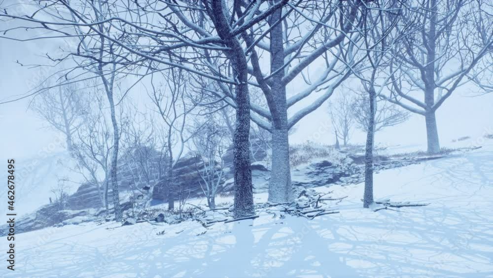 winter deciduous forest on a foggy morning winter deciduous forest on a foggy morning