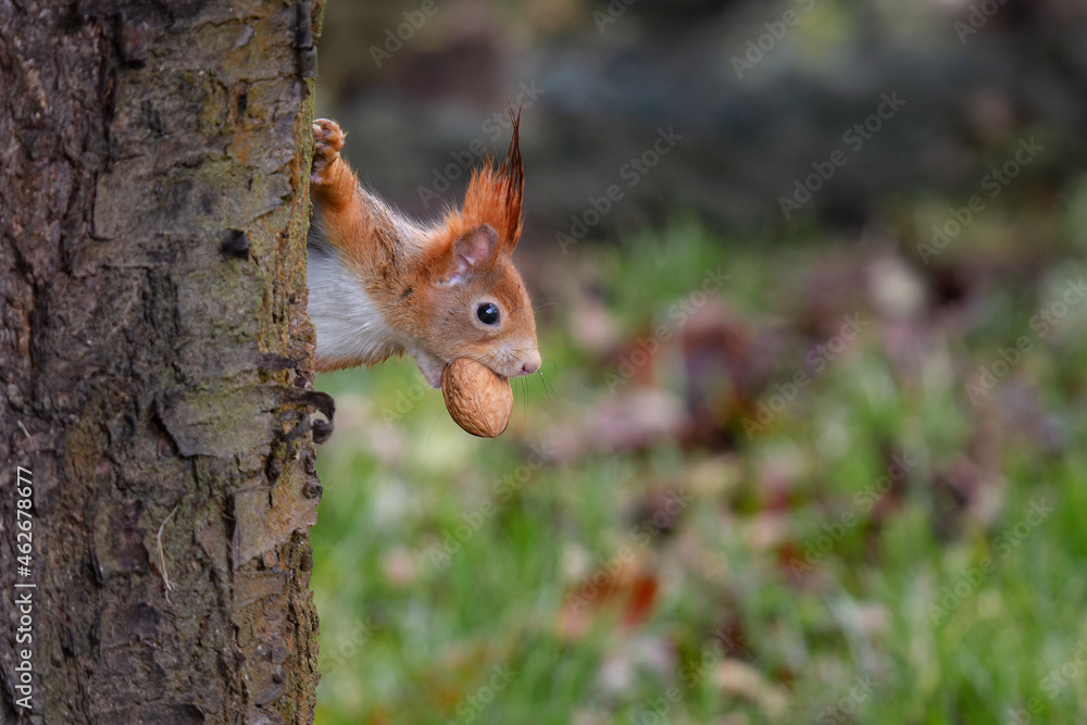 Cute red squirrel (Sciurus vulgaris) with long pointed ears in autumn scene . Wildlife in November forest. Squirrel sitting on the stump with a nut.