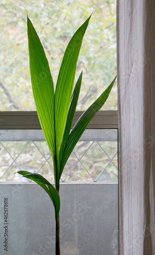 Indoor cononut palm, beautiful and elegant plant with big leaves - Cocos Nucifera photo