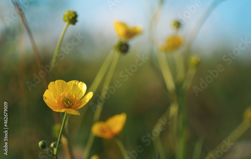 Common meadow buttercup - Ranunculus acris - bright yellow flowers, with green grass background, closeup detail