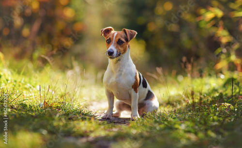 Small Jack Russell terrier sitting on sun lit forest road, blurred trees background