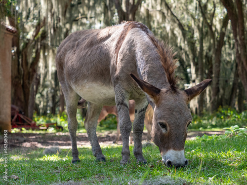 closeup of a grazing sicilian donkey