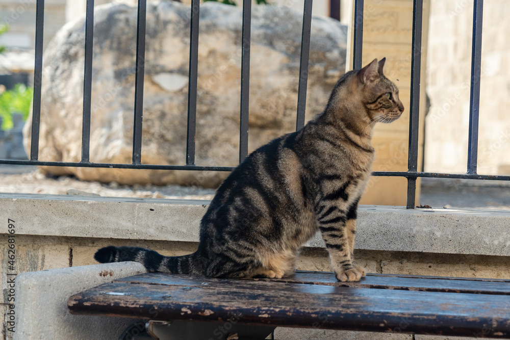 Obraz premium Beautiful big gray street cat on the bench