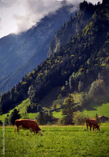 Schweizer Landschaft / Berner Oberland