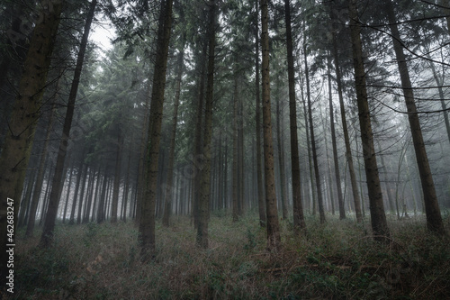 Düsterer Wald