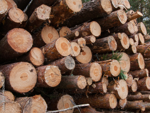 Sectional tree trunks. Fallen tree trunks.