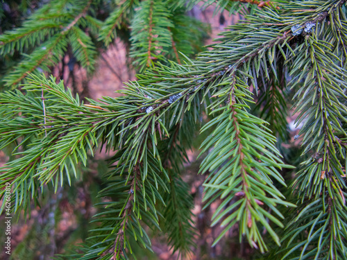 A branch of a Christmas tree.