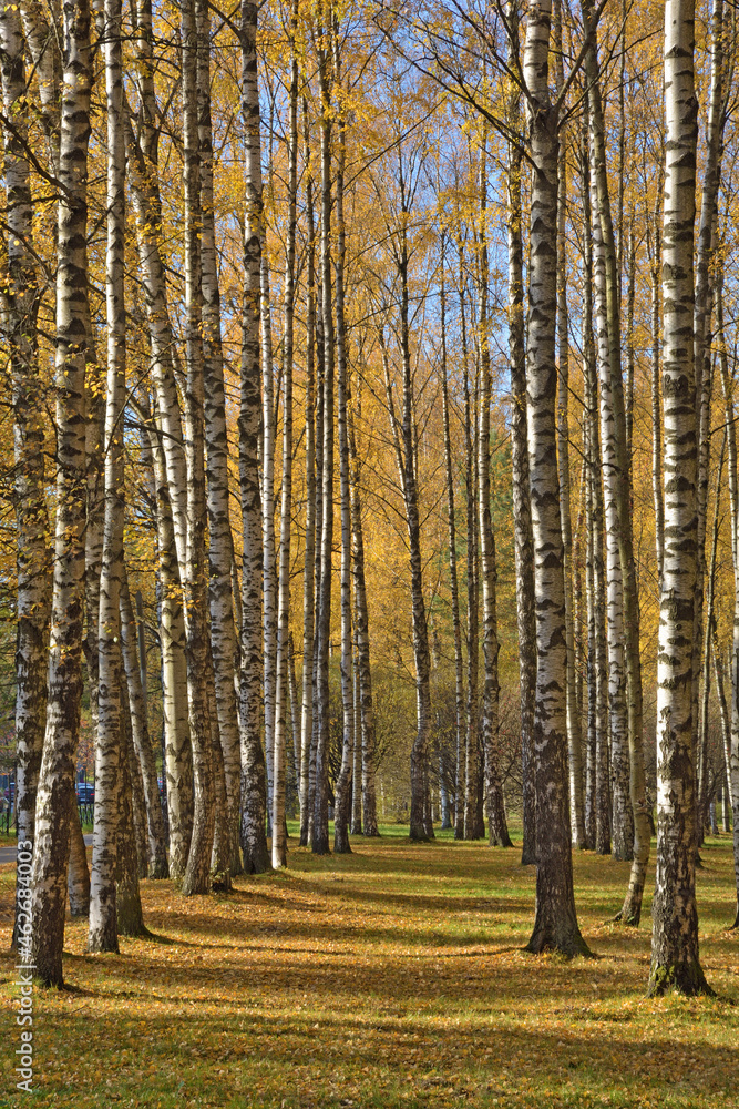 Autumn in a birch grove. Autumn in a birch grove.