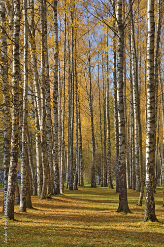 Autumn in a birch grove.