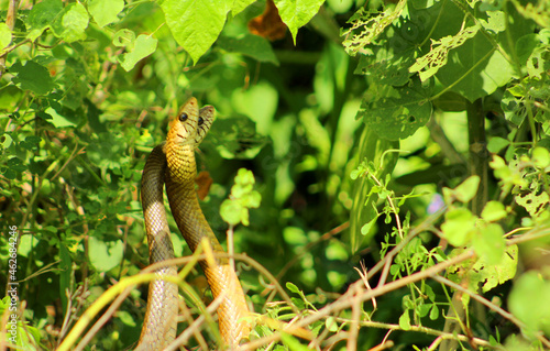 Two snakes in between the grass