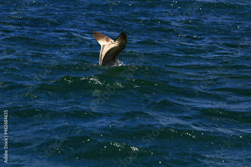 Seagull divrs into sea to catch some fish. © Ali Burçin Titizel