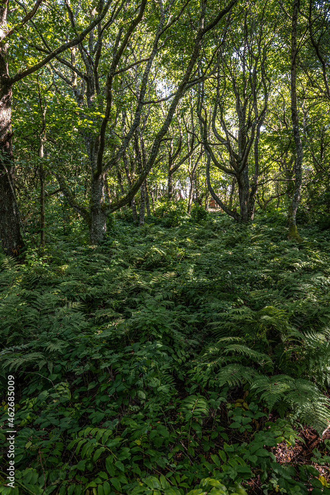 Naklejka premium Vogelkoje Area on Sylt, Germany