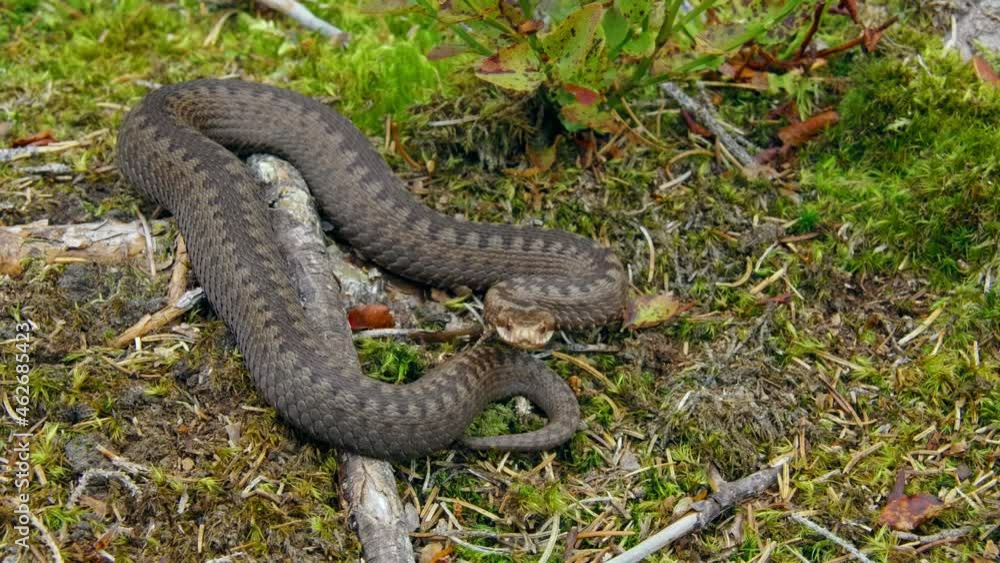Common European adder viper (Vipera berus) crawling on forest ground Common European adder viper (Vipera berus) crawling on forest ground
