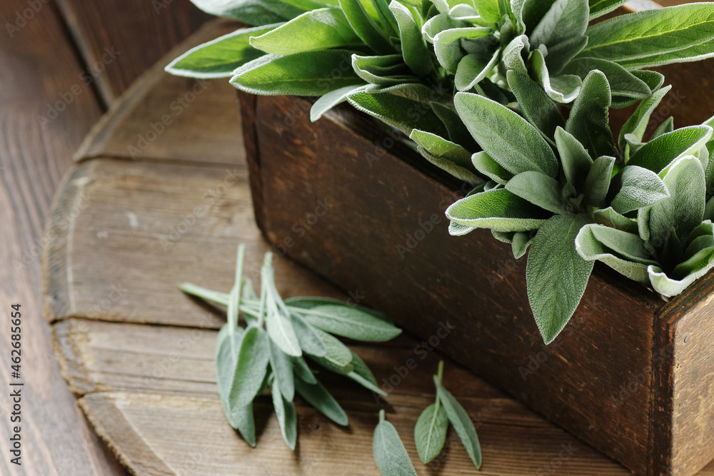 Obraz premium Sage herb in a wooden vintage box on dark moody rustic background, closeup, sage plant is good for oral health, natural medicine and naturopathy concept