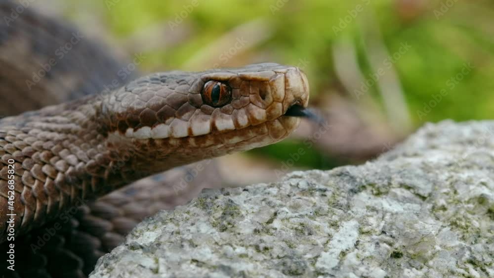 Common European adder viper (Vipera berus) sticking out tongue and smelling Common European adder viper (Vipera berus) sticking out tongue and smelling