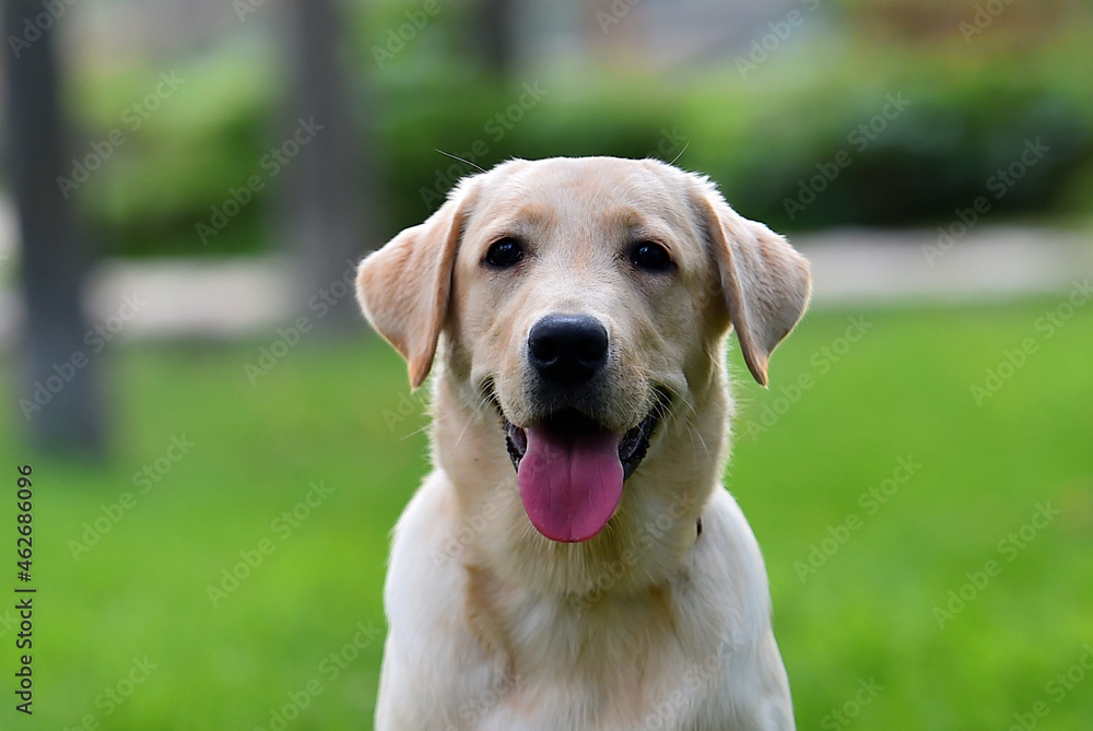 un bonito cachorro de perro labrador