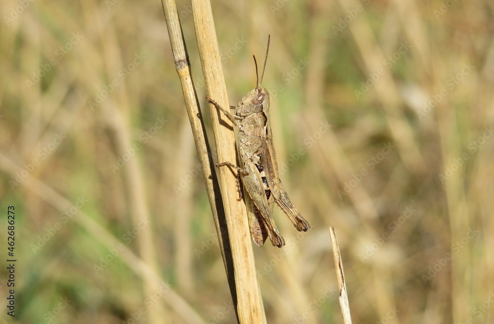 Brown grasshopper sitting on plant branch in autumn garden, closeup Brown grasshopper sitting on plant branch in autumn garden, closeup