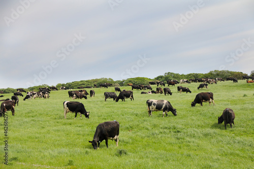 Happy herd of dairy cows grazing in grassy meadow on a summers day, a sight that will become rarer if worries about methane and green house gases lead to the decrease in dairy herds.