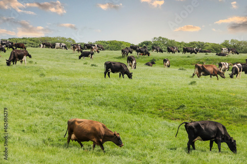 Fototapeta Naklejka Na Ścianę i Meble -  The cows are in the meadow- grazing happily releasing methane and gases into the atmosphere adding to pollution and global warming .