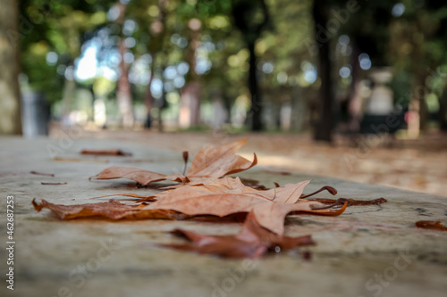 Villa Borghese Park. Autumn landscape. Maple leaf on the bench. Selective focus. Rome, Italy