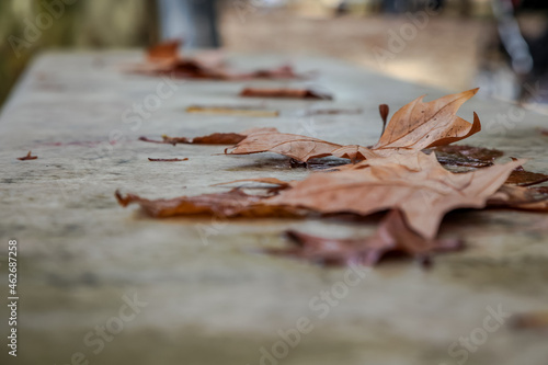 Villa Borghese Park. Autumn landscape. Maple leaf on the bench. Selective focus. Rome, Italy