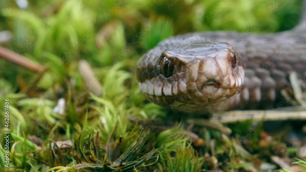 Common European adder viper (Vipera berus) sticking out tongue and smelling Common European adder viper (Vipera berus) sticking out tongue and smelling