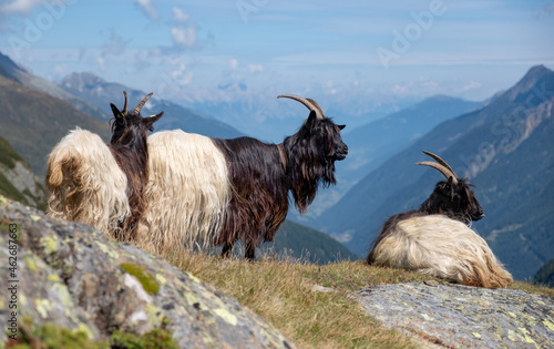 Domestic welsh black-necked goats in Stubai Alps in their natural surroundings. Unusual rare black and white goat's color.