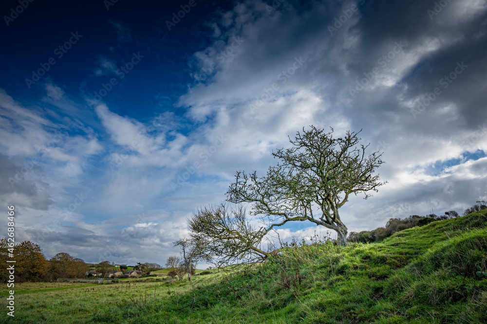 Obraz premium trees in the field