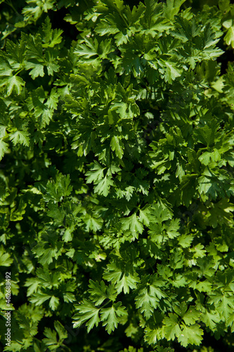 Parsley leaves in the rays of the sun