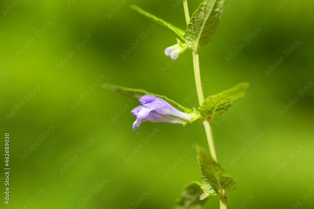 Flower of a common skullcap, Scutellaria galericulata Flower of a common skullcap, Scutellaria galericulata