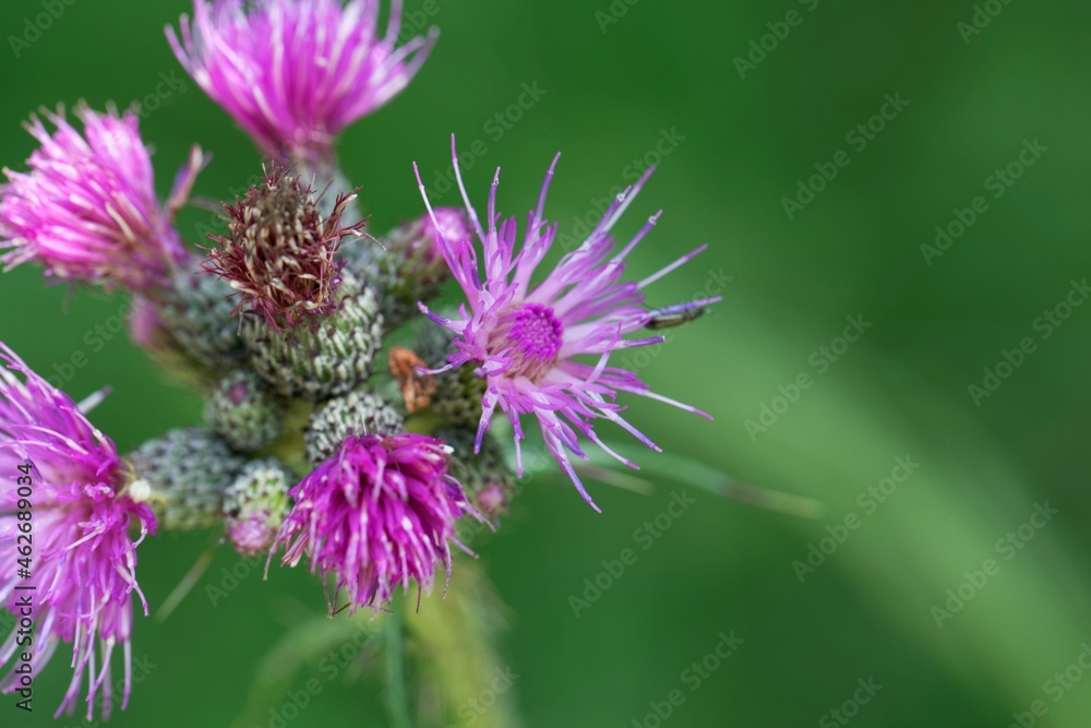 European swamp thistle, Cirsium palustre European swamp thistle, Cirsium palustre